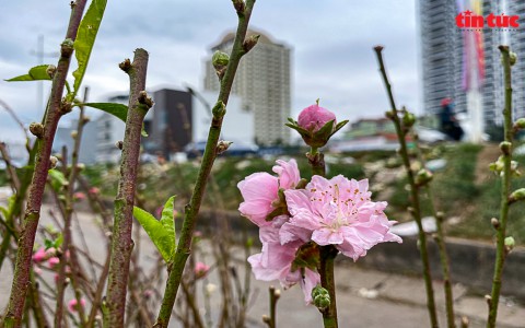 Người dân Nhật Tân tất bật tuốt lá, 'thúc' đào ra hoa đúng vụ Tết